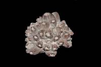 Balanes fossiles (crustacés fixés)